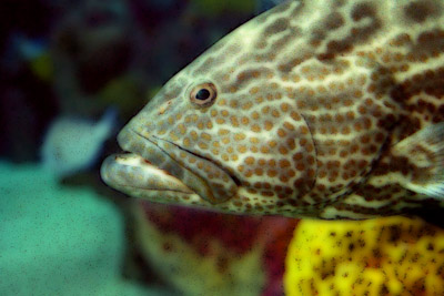 FISH3A