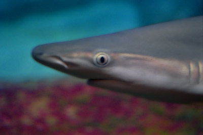 Fishg2a