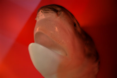 REDSHRKB