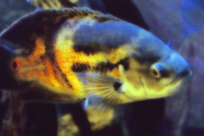 !FISH368