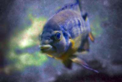 !FISH868