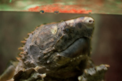 !trutle8